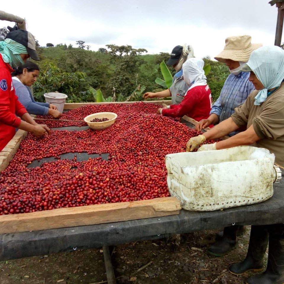 Ecuador Cruz Loma Washed - No6 Coffee Co.