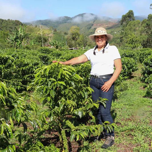 SWP Decaf Cocafisa - No6 Coffee Co.