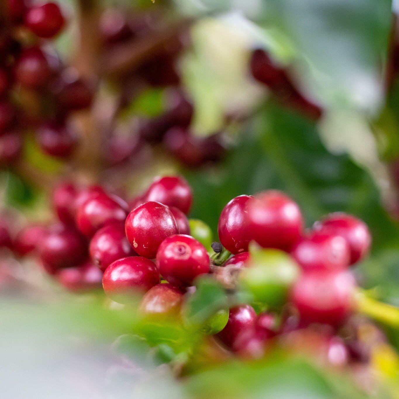 El Morito Geisha - No6 Coffee Co.
