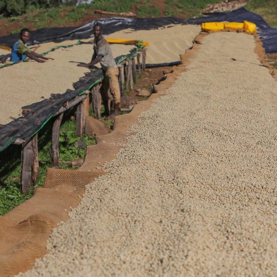 Ethiopia Uraga Haro - No6 Coffee Co.