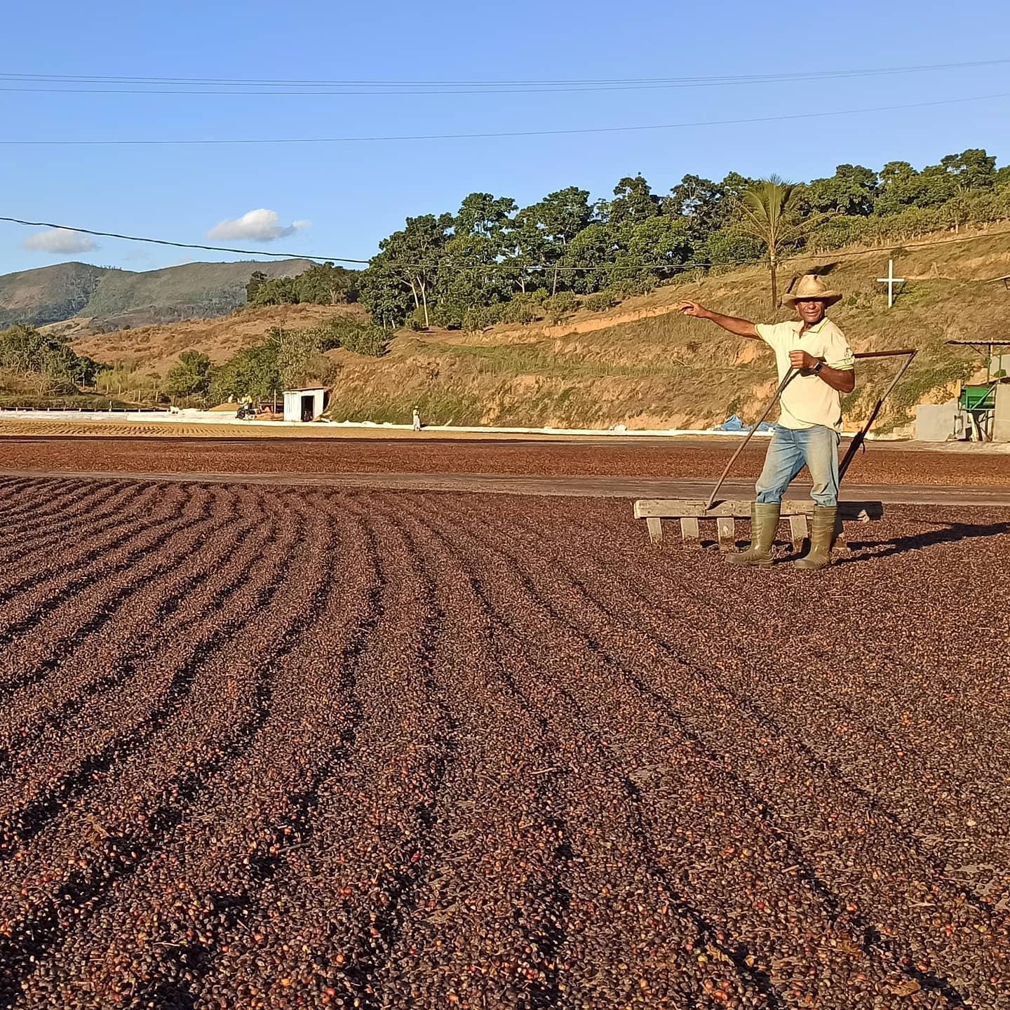 Dutra - Red Catuai - No6 Coffee Co.