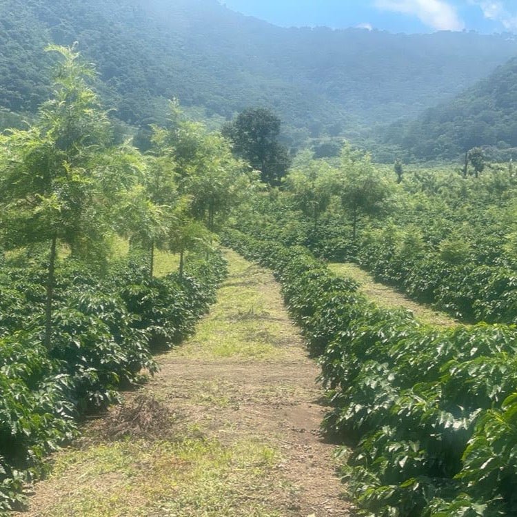 Finca Pulcal Java - No6 Coffee Co.