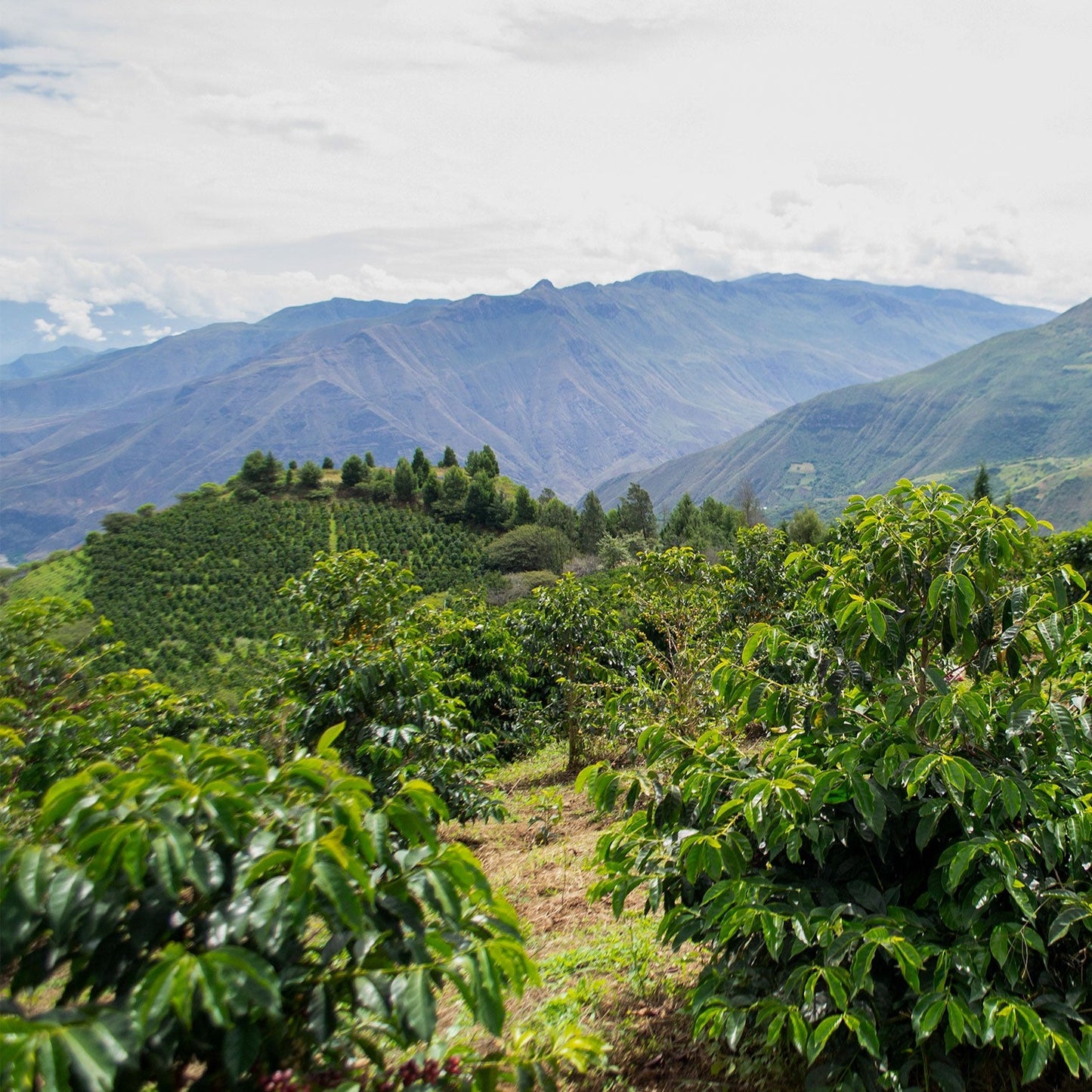 La Papaya Typica