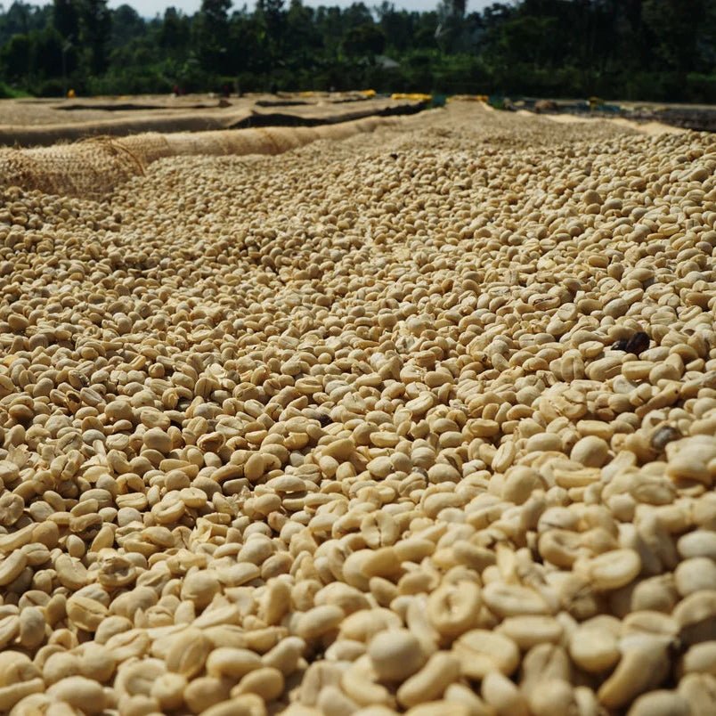 Nyeri Gititu - No6 Coffee Co.