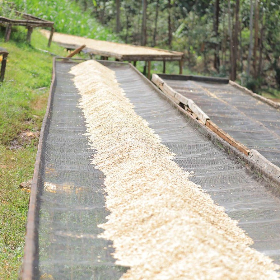 Kenya Muranga Kangunu - No6 Coffee Co.