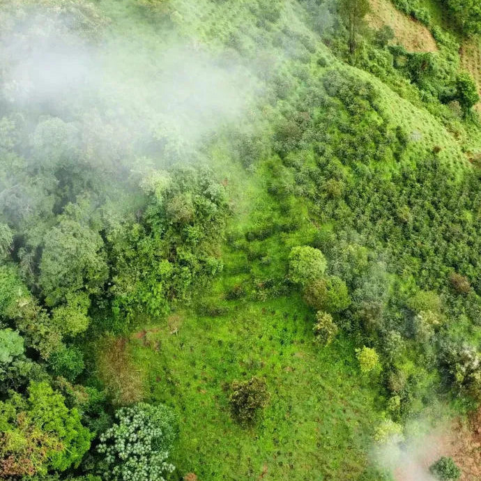 Colombia El Diamante Anaerobic