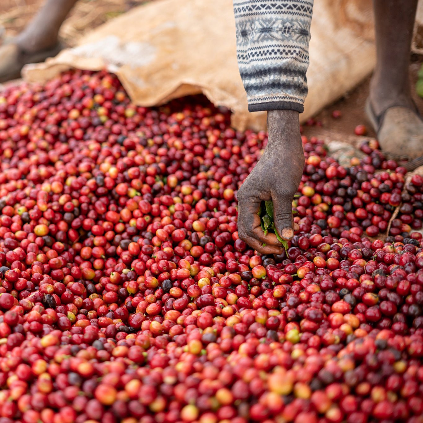 Kenya Muinami Estate Anaerobic - No6 Coffee Co.