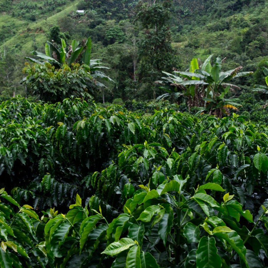 Peru Finca Tasta Natural - No6 Coffee Co.