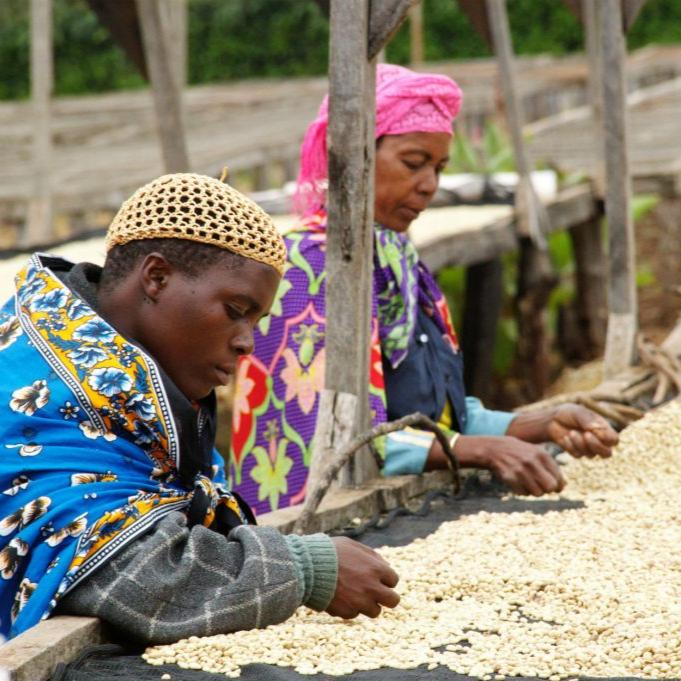 Vohora Gesha - No6 Coffee Co.