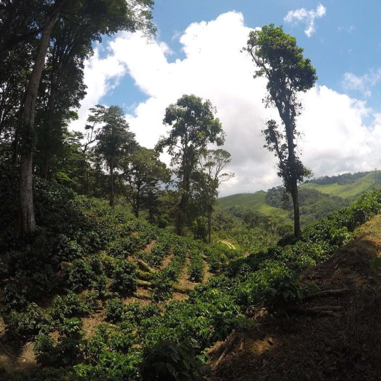 SWP Decaf Zelaya