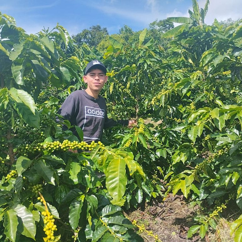 Colombia Los Sauces Lemon-Lime Co-ferment