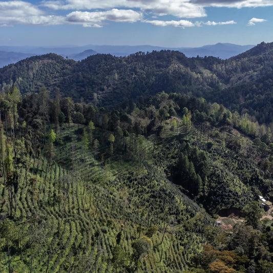 Nicaragua Finca Libre