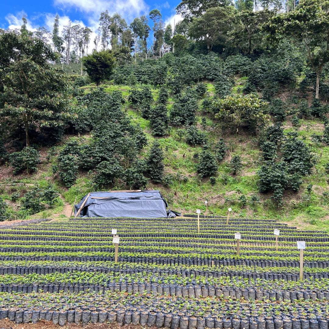 Nicaragua Finca Libre