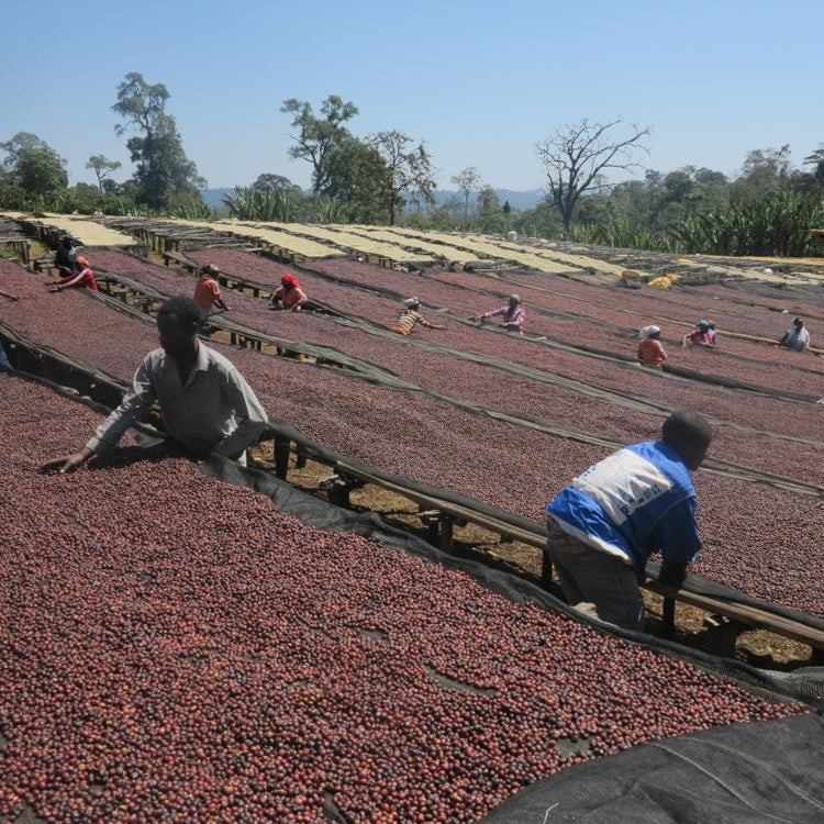 Workers spread red coffee cherries on large black drying beds in an outdoor farm under a clear blue sky.