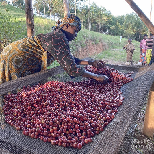 Burundi Nemba Natural - No6 Coffee Co.