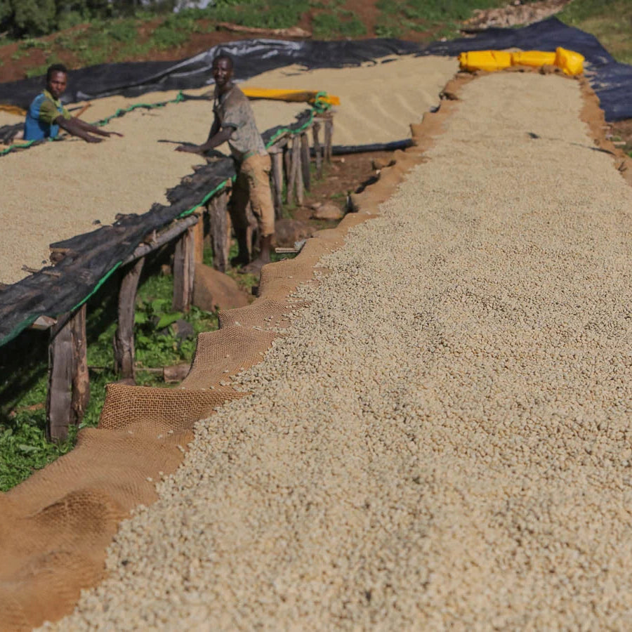 Ethiopia Uraga Haro