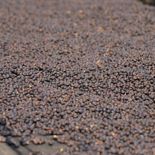 Ethiopia Dogo Sodu