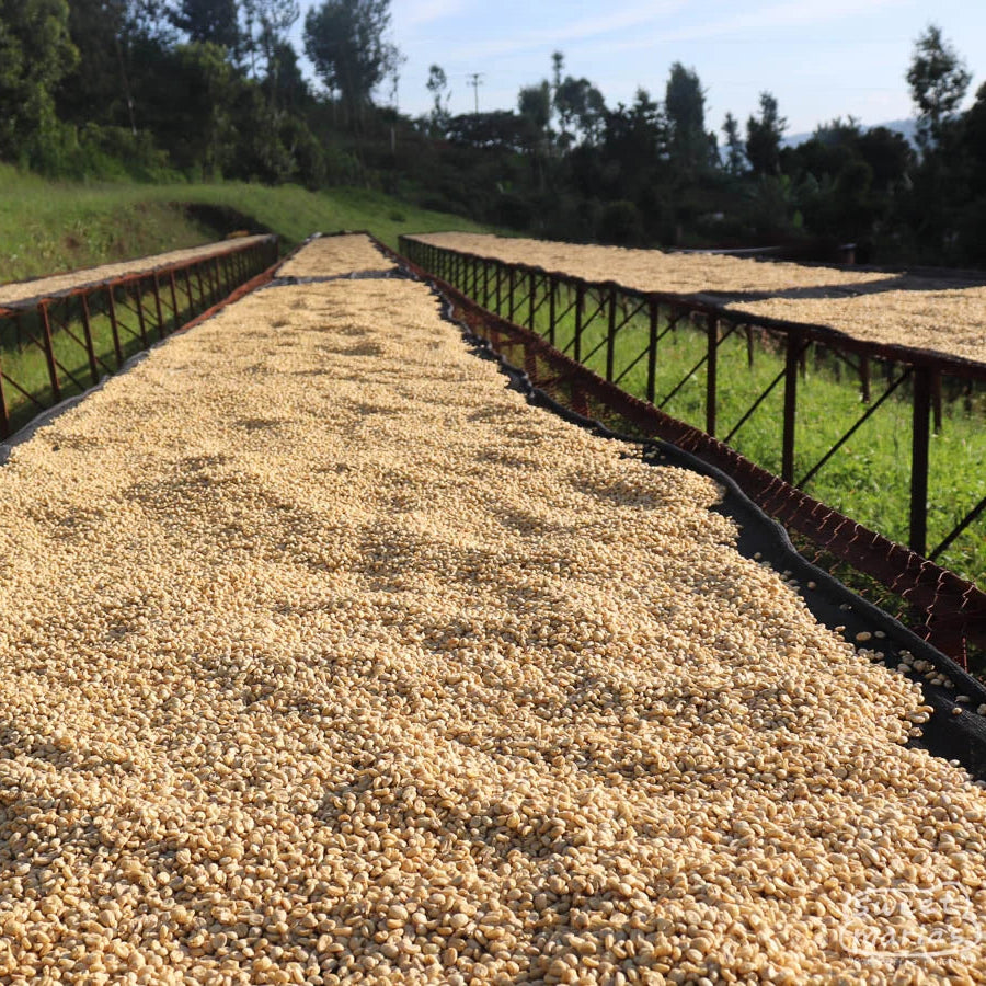 Drying coffee beans on an outdoor
