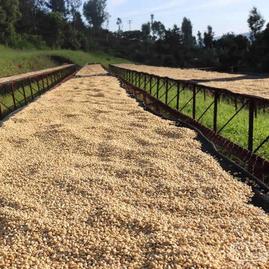 Kenya Nyeri Gathaithi - No6 Coffee Co.