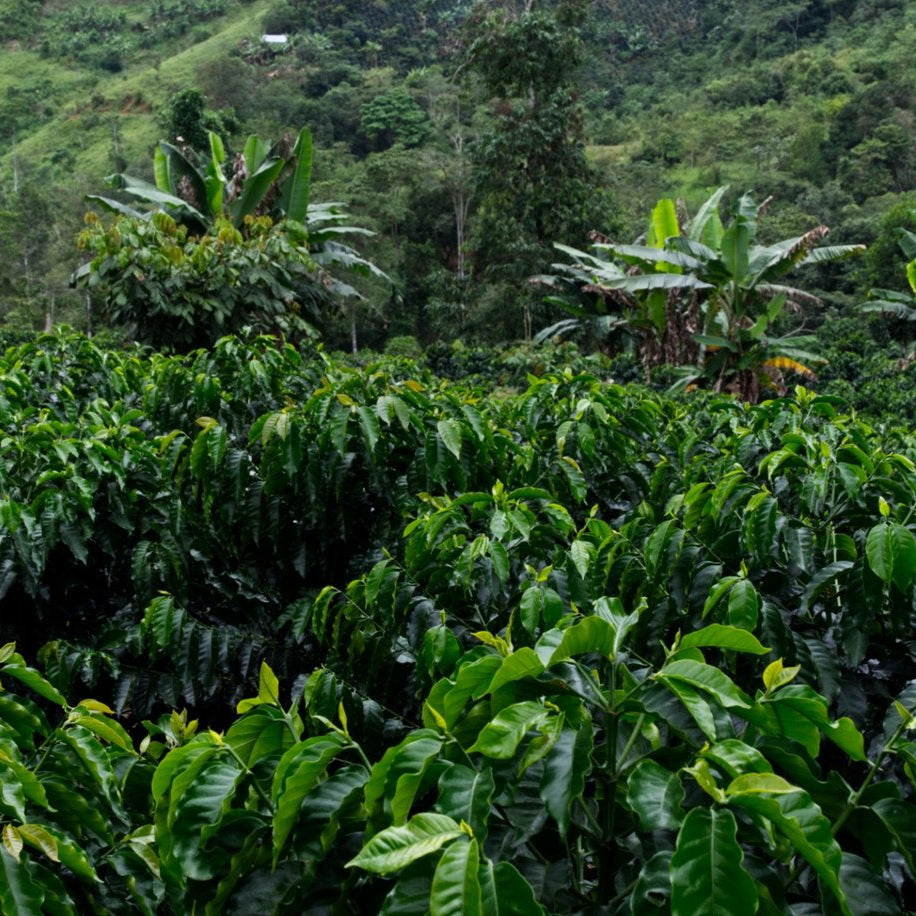 Finca Tasta - Honey Catuaí