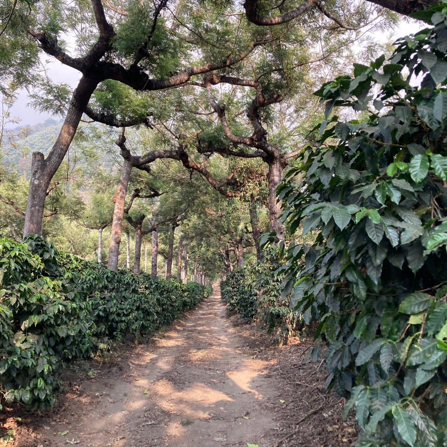 coffee field at Finca Santa Clara in Guatemala